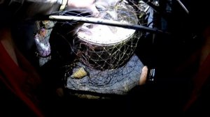 Американские сомики дали жару. Рыбалка на реке в полнолуние.р Кубань.