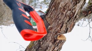 Как свалить дерево (безопасный способ для новичков)