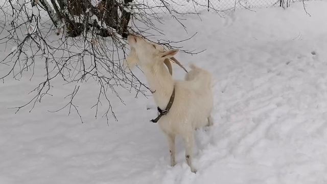 Наша дача. Это наша Маркиза. смотреть онлайн