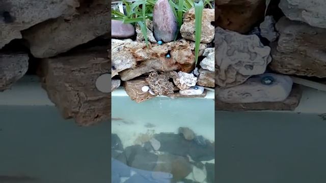Как сделать пруд в саду из старой ванны.