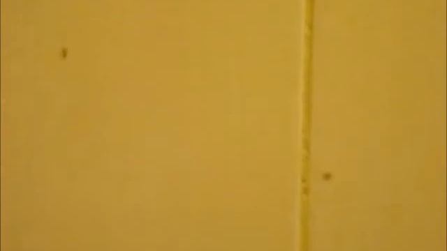 Избавление от грызунов и насекомых смотреть онлайн