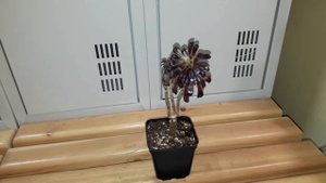 Размножение суккулента Эониум черенком, формирование кроны