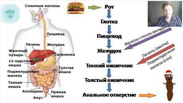 Правильное питание  Процесс пищеварения