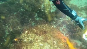 Лобстер на 1000$ . Нашли ГИГАНТСКОГО ЛОБСТЕРА во время Дайвинг погружения в Океане !