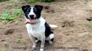 Самые популярные клички собак