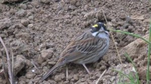 Желтобровая овсянка - Ocyris chrysophrys