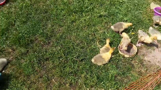 Турецкие ванны для гусят. Датский легарт борьба с жарой. смотреть онлайн