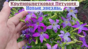 Крупноцветковая Петуния Новые звезды.?