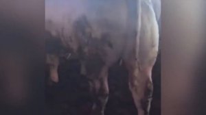 Тёлочки Шароле. Быки и коровы. Продажа. КРС. МЭЦ. КФХ. Ферма