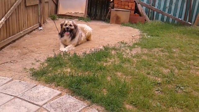 Вика,Ника, ежевика смотреть онлайн