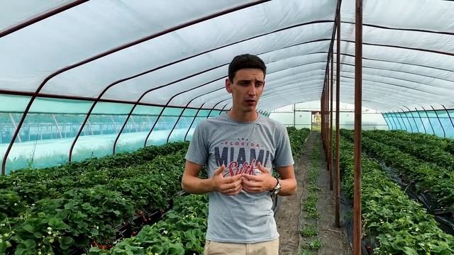 Затенение теплиц. Профессиональные фермерские методы притенения