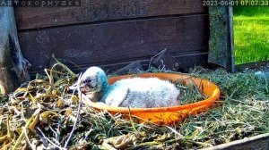 Аистёнок Пятачок завтрак  1 июня 2023