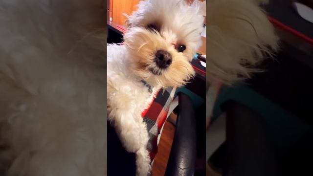 Давайте обниматься! #аможнопогладить #НОЛАН  #мальтипу #собака #dogs #dogslife #dog смотреть онлайн