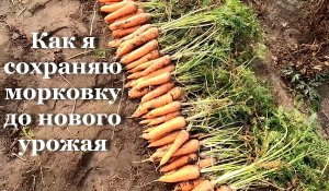 Как я сохраняю морковку до нового урожая