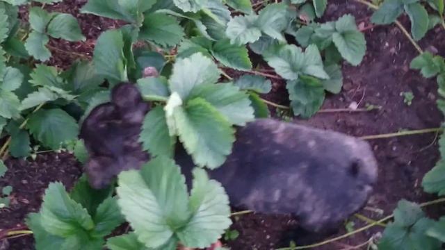 Ужасный клубничный вредитель смотреть онлайн