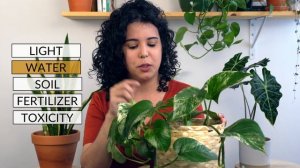 Marble Queen Pothos Care Guide | Epipremnum Aureum 101 | Light, Water, Soil & More