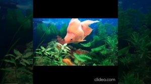 ОЧЕНЬ КРАСИВЫЕ ЗОЛОТЫЕ РЫБКИ РУИКИН. БОЛЬШАЯ РЫБА КРАСИВАЯ. РОССИЯ 2022 ГОД АКВАРИУМ