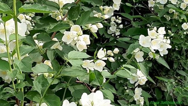 Не жасмин, а чубушник цветет и благоухает в моем дворе смотреть онлайн