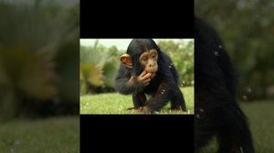 Шимпанзе/ Ребятам о зверятах/ Кто и Как говорит