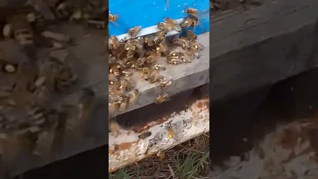 Душа радуется.Зацвела Ива. смотреть онлайн