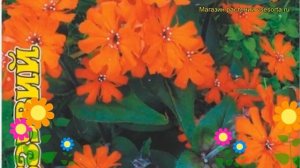 Лихнис обыкновенная Везувий. Краткий обзор, описание характеристик lychnis Vesuviy