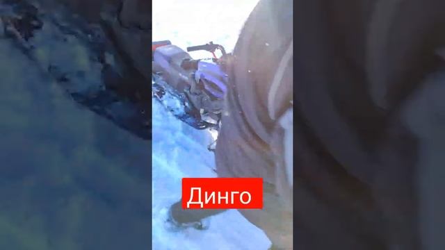 мини снегоход Динго #shorts #рыбалка