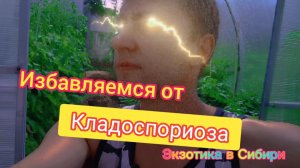 Как избавиться от кладоспориоза на 100% Часть 1