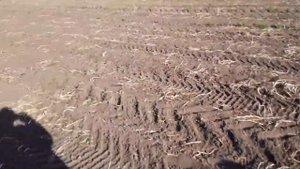 Собираем картошку на фермерском поле.Картофель гигант