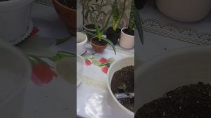 Укоренение алоэ во мхе,плющ в перлите 05 ноября 2023г.