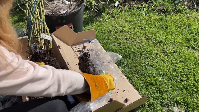 07.09.23 распаковка саженцев роз из питомника Розы Вдохновения. Бурые пятна на побегах. Розы с ЛМР?