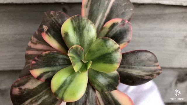 Echeveria Primadonna Variegated смотреть онлайн