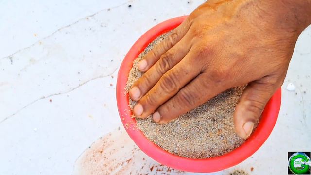 How to Grow and Care Cactus  ककटस क दखभल  Soil mix for Cactus 