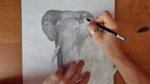 Рисунок слона. Как нарисовать слона поэтапно