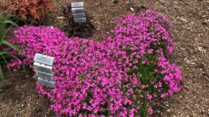 Magenta Sprite Phlox | gardencrossings.com