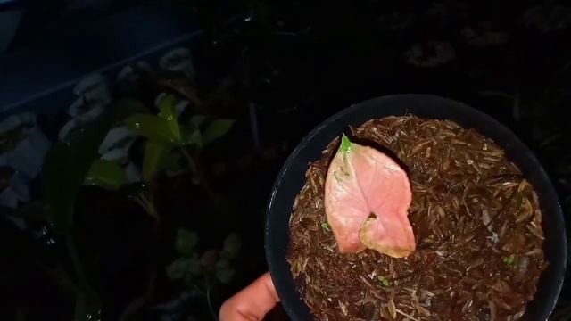 syngonium pink perfection