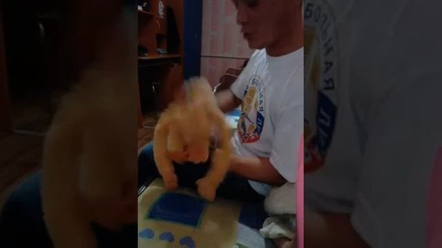 Как оживить абезьяну