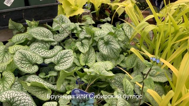 Какие Цветы Посадить В Тени. 25 Цветущих Многолетников.