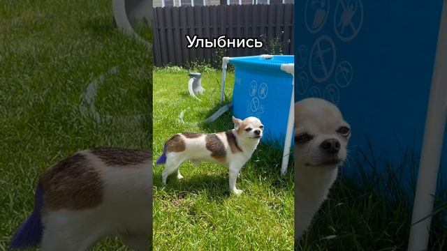 ГОЛЛИВУДСКАЯ УЛЫБКА