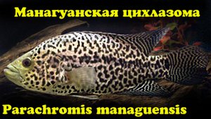 Манагуанская цихлазома - Parachromis managuensis
