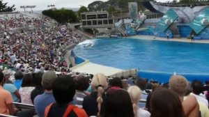 SeaWorld 2010 - Shamu