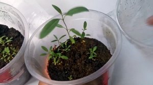 Радужный Эвкалипт!Eucalyptus deglupta