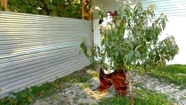 как Богдан нам помог продать лишний Игрушки Динара и Магомед всё продали Веселое Видео для Детей