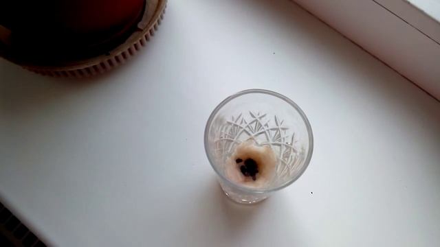 Часть 2. Посадка семян имбиря с сайта aliexpress, ginger seeds смотреть онлайн