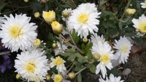 ФУТАЖ Осенние цветы Хризантемы Сентябринки