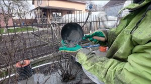 Первая абиссинская скважина сезона, и сразу  бурение в колодце. Калининград 2024.