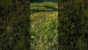 Куры Ломан Браун и Доминант в 6 месяцев не несут яйца петух Легорн с ошейником