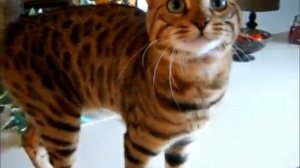 Говорящий бенгальский кот # Bengal Cat Boo Talking loudly