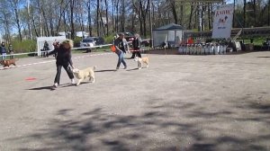 Бебики. Монопородная выставка САО. 07.05.2017г.