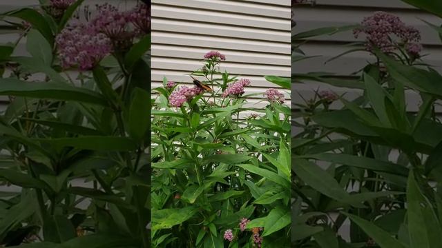 VID#13 A Monarch butterfly sipping on Swamp Milkweed nectar