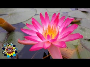 Нимфея Fire Flame (Языки пламени) кувшинка, waterlily, водные растения, пруд